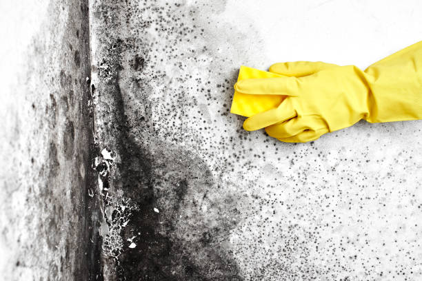 Best Mold Damage Repair  in Northport, AL
