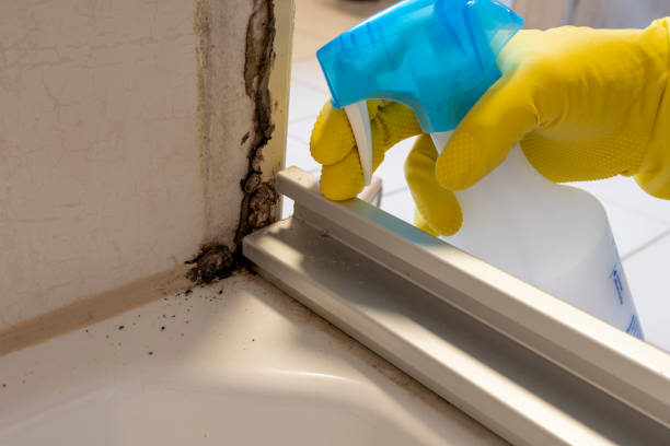 Best Attic Mold Removal  in Northport, AL